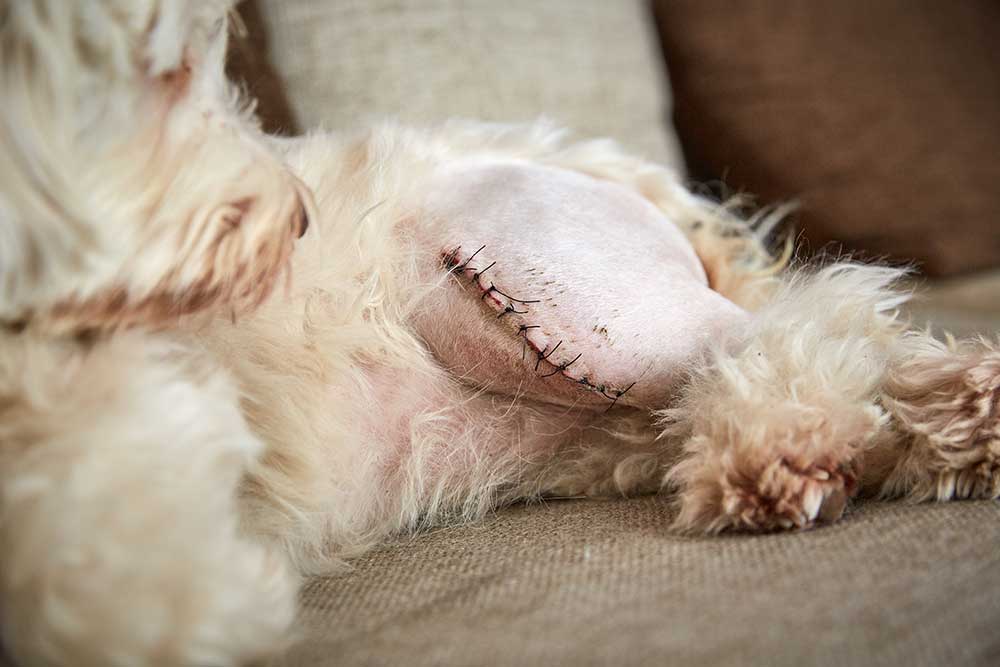 Korsbåndsskade hos hund – Årsag og behandling
