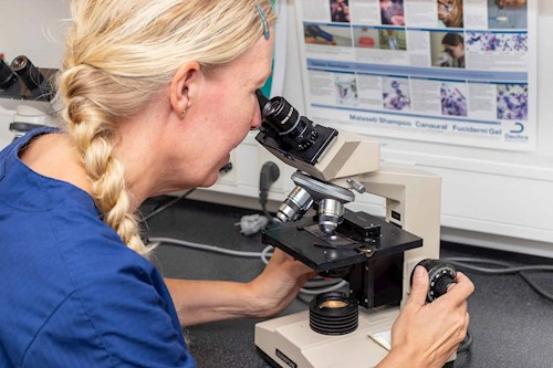 Hudundersøgelse Evidensia Trekantens Dyrehospital