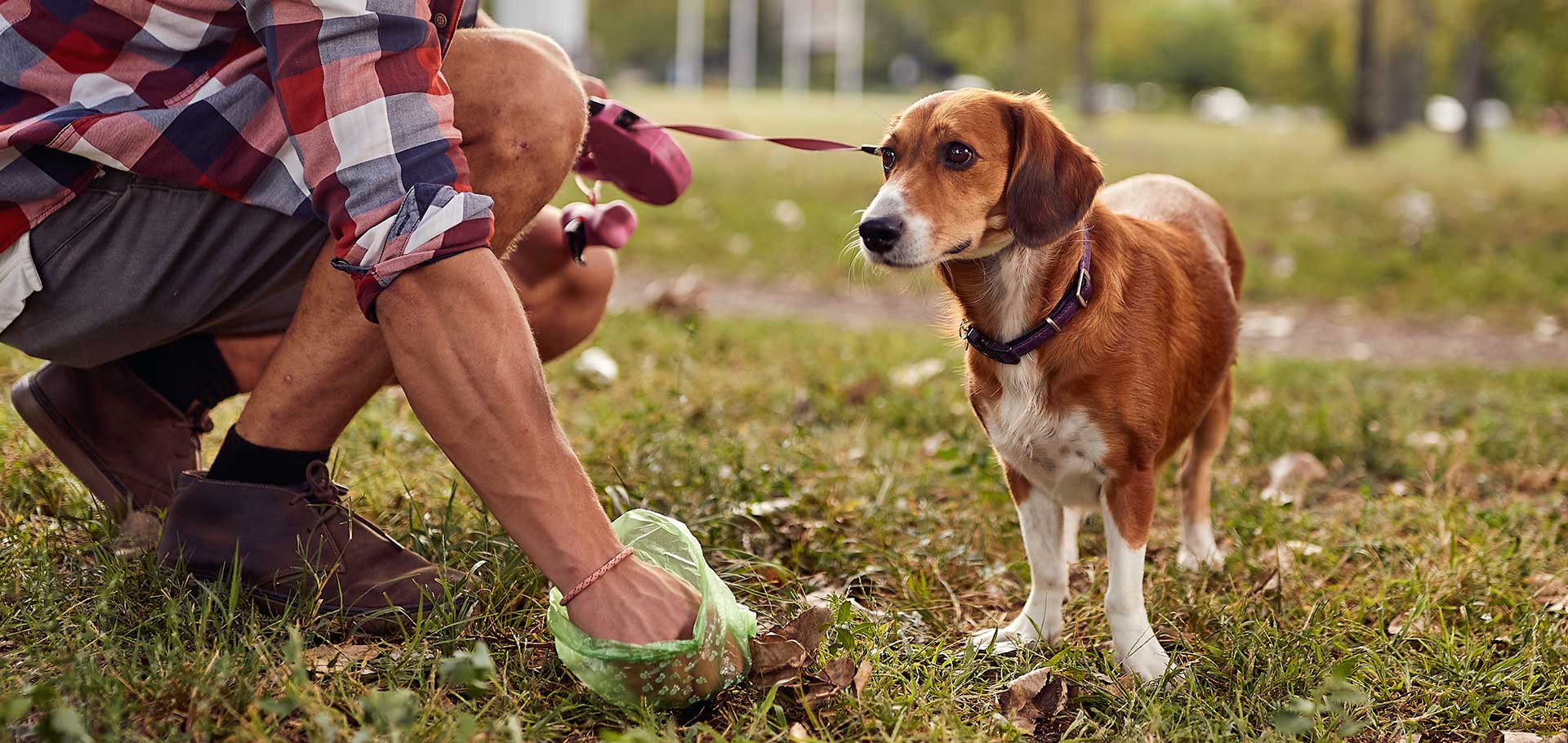 Husk At Samle Op Efter Din Hund | Evidensia