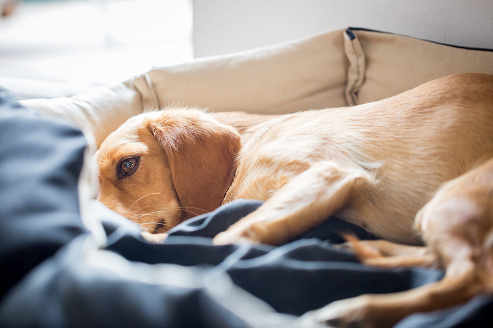 Highland Du bliver bedre Strømcelle Min hund hoster | Evidensia