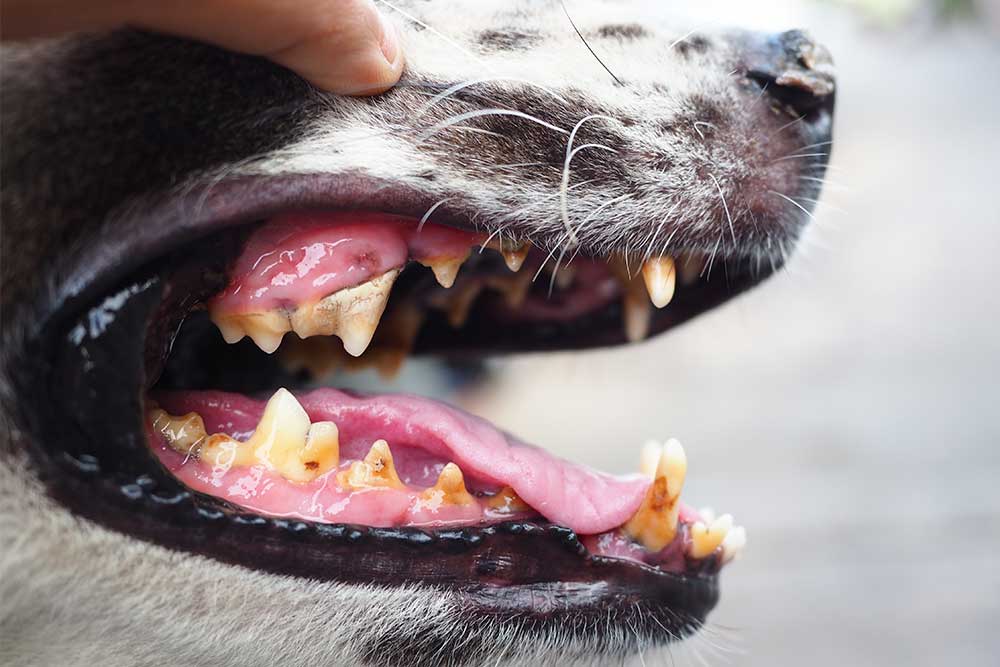 Tandkødsbetændelse hos hund